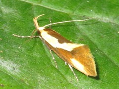 Harpella forficella