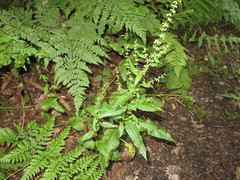 Rumex sanguineus