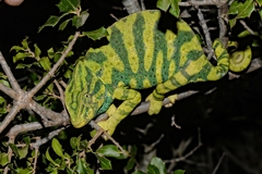 African Chameleon