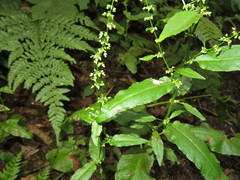 Rumex sanguineus