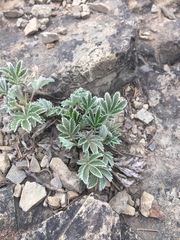 Potentilla gracilis fastigiata