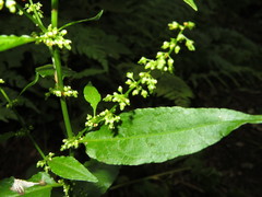 Rumex sanguineus