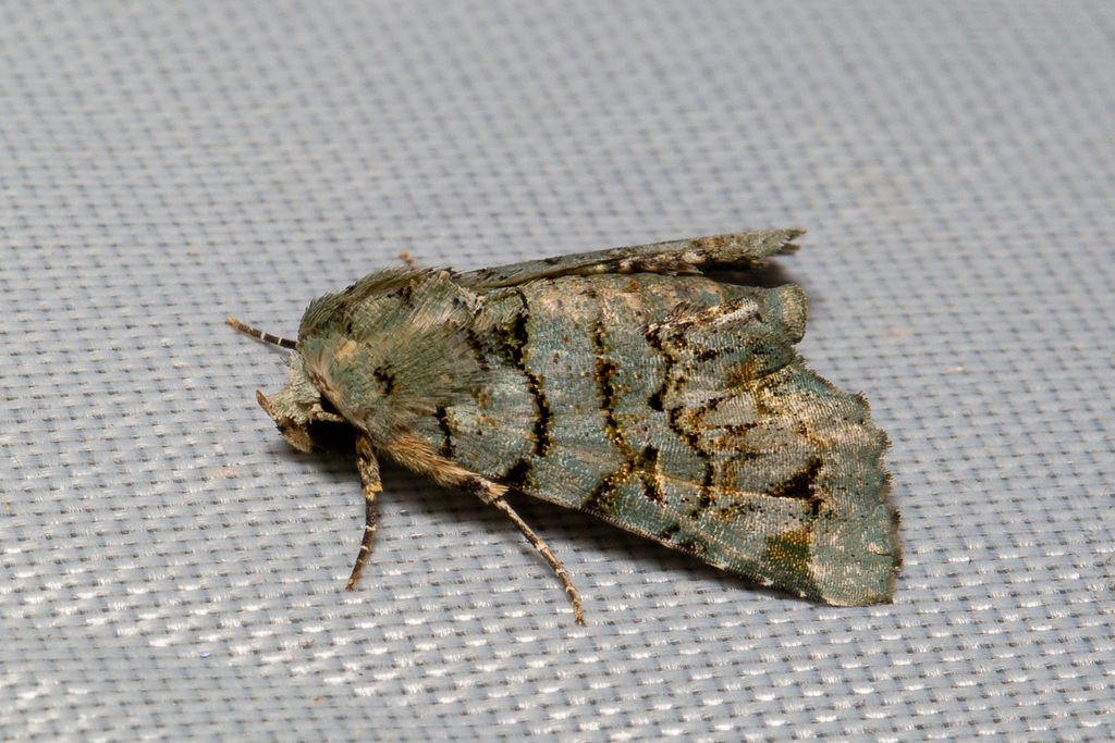 Atacira olivacea