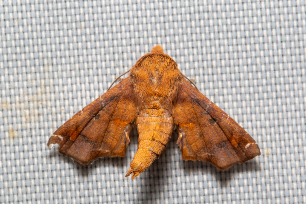 Penicillaria simplex