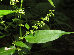 Rumex sanguineus