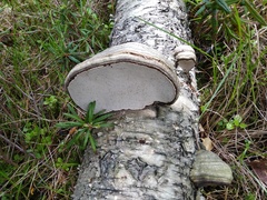 Fomes fomentarius