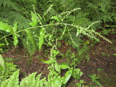 Rumex sanguineus