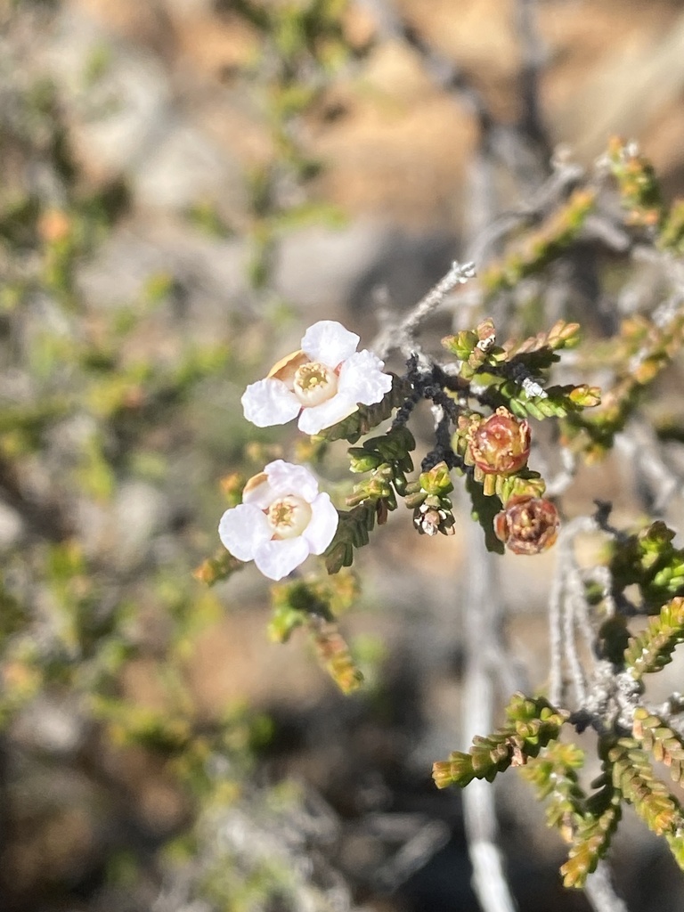 Rinzia sessilis