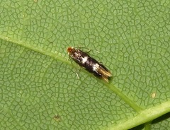 Bucculatrix cidarella