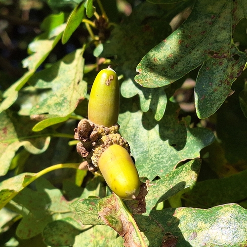Dalechamp's Oak (Quercus dalechampii)