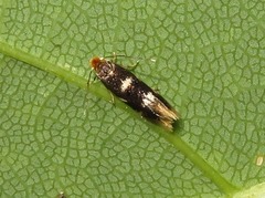 Bucculatrix cidarella