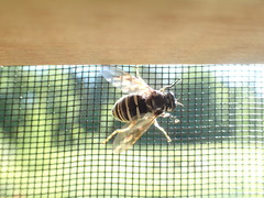 Temnostoma excentrica