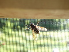 Temnostoma excentrica