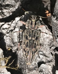 Chrysobothris dentipes