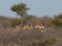 Oryx gazella