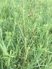 Scrophularia lanceolata