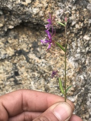 Clarkia rhomboidea