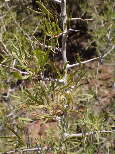 Searsia tridactyla