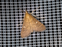 Dolicharthria punctalis