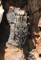 Chrysobothris dentipes