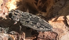 Chrysobothris dentipes