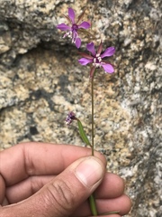 Clarkia rhomboidea