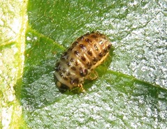 Plagiosterna aenea