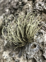 Ramalina cuspidata