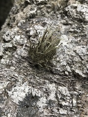 Ramalina cuspidata