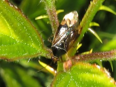 Deraeocoris flavilinea