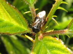 Deraeocoris flavilinea