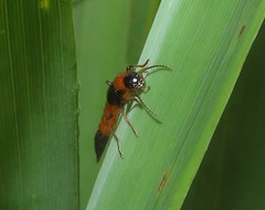 Paederus riparius