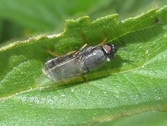 Odontomyia tigrina