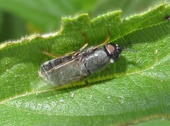 Odontomyia tigrina