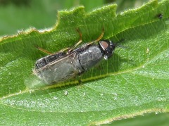 Odontomyia tigrina
