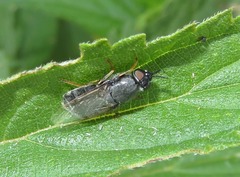 Odontomyia tigrina