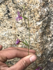 Clarkia rhomboidea