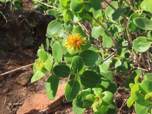 Image of Spiky Saladbush (Didelta spinosa) by no rights reserved