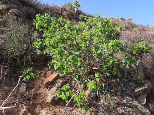 Image of Spiky Saladbush (Didelta spinosa) by no rights reserved