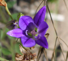 Brodiaea terrestris kernensis