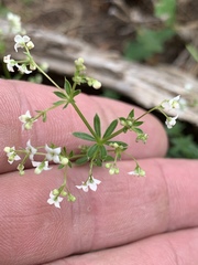 Galium mexicanum
