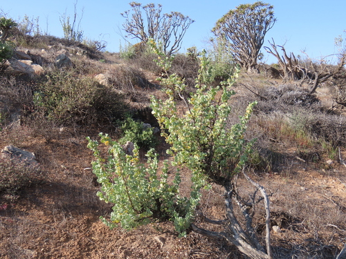 Image of Tetraena prismatocarpa by no rights reserved