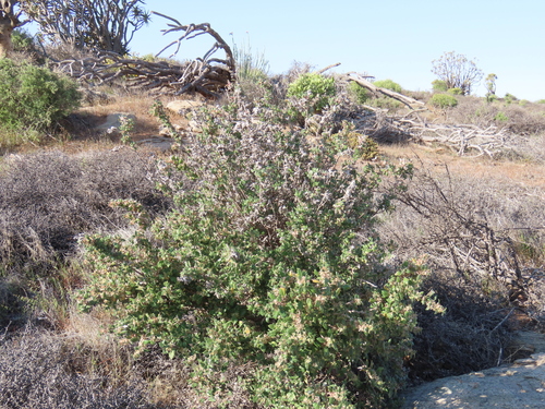 Image of Forsskaolea candida by no rights reserved