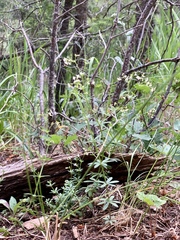 Galium mexicanum