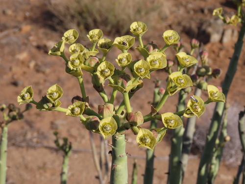 Image of Euphorbia dregeana by no rights reserved