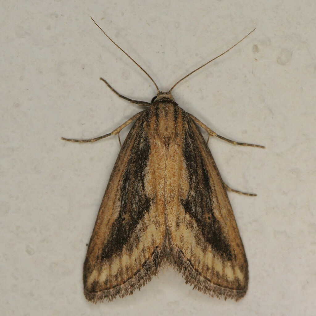 Anarta atripars