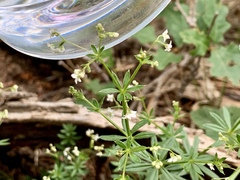 Galium mexicanum