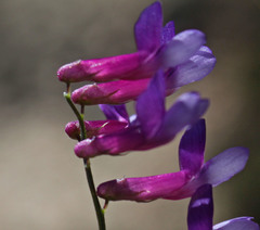 Vicia villosa villosa