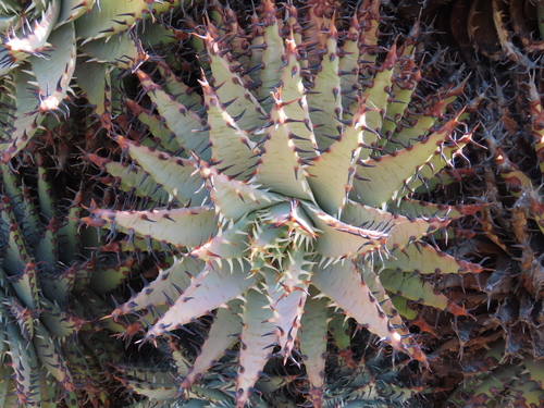 Aloe erinacea