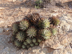 Aloe erinacea, photograph author not stated, no rights reserved